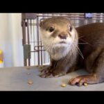 子猫のごはんを堂々と盗み続けるが怒られて目わ合わせなくなるカワウソ 笑 The otter that keeps brazenly stealing the kitten’s food lol(YouTube)