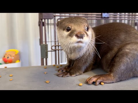 子猫のごはんを堂々と盗み続けるが怒られて目わ合わせなくなるカワウソ 笑 The otter that keeps brazenly stealing the kitten’s food lol(YouTube)