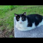公園のベンチで出会った猫、隣に座ったらモフらせてくれた！癒しがすぎる🐾(YouTube)