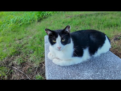 公園のベンチで出会った猫、隣に座ったらモフらせてくれた！癒しがすぎる🐾(YouTube)