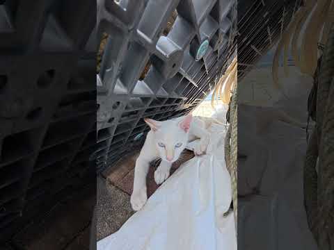 キジシロ猫が幼い白猫にちょっかいを出す #猫 #ねこ #cat(YouTube)
