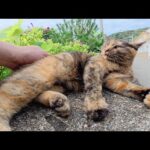 可愛い鳴き声で「ここにいるよ！」と話し掛けてきたサビ猫(YouTube)