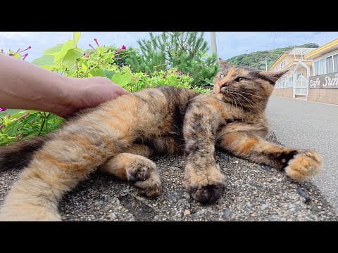 可愛い鳴き声で「ここにいるよ！」と話し掛けてきたサビ猫(YouTube)