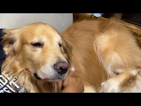 アムロが別の犬になってしまいました…(YouTube)
