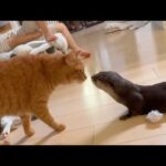 トラブル発生！カワウソ、猫、子猫の反応は！？ Trouble strikes! How will the otter, cat, and kitten react!?(YouTube)