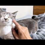 んーと鳴く合図が可愛すぎる姫猫(YouTube)