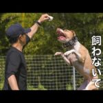 【ピットブル】安易な考えで絶対飼わないで！(YouTube)