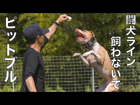 【ピットブル】安易な考えで絶対飼わないで！(YouTube)