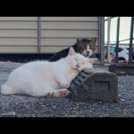 感動猫動画 のライブ配信(YouTube)