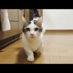 プリプリのお尻とプランプランのお腹をローアングルで撮らんといてと思う猫(YouTube)