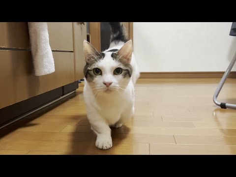 プリプリのお尻とプランプランのお腹をローアングルで撮らんといてと思う猫(YouTube)