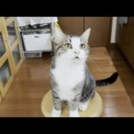 お母さんが見かけたオデコの甘えん坊な一日(YouTube)