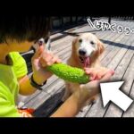 何でも食べちゃううちの犬に丸々1本ゴーヤをあげてみました。(YouTube)