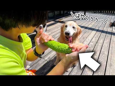 何でも食べちゃううちの犬に丸々1本ゴーヤをあげてみました。(YouTube)