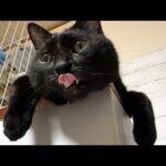 遊びたい黒猫くんとまったり猫さんたちの温度差がありすぎるとこうなります…(笑)(YouTube)