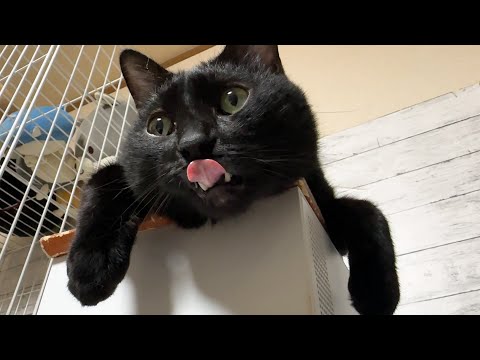遊びたい黒猫くんとまったり猫さんたちの温度差がありすぎるとこうなります…(笑)(YouTube)