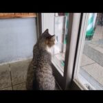 感動猫動画 のライブ配信(YouTube)