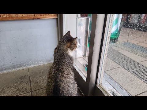 感動猫動画 のライブ配信(YouTube)