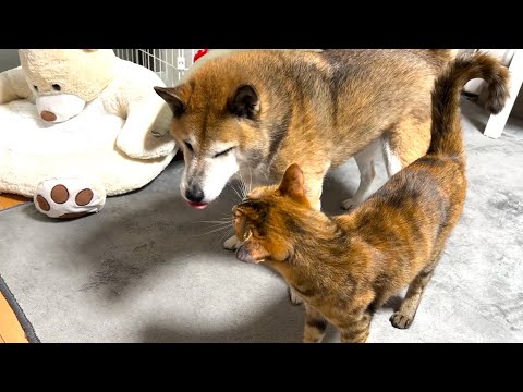 大好きな柴犬を可愛く鳴きながら追いかける末っ子猫(YouTube)