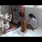 黒猫の異変を完全捜査⁉︎匂いのプロに依頼した結末が、これ。(YouTube)