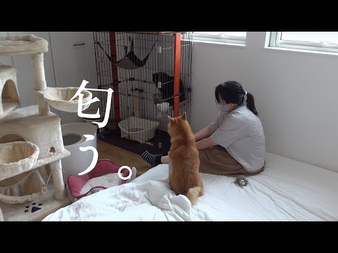 黒猫の異変を完全捜査⁉︎匂いのプロに依頼した結末が、これ。(YouTube)