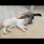 弟を毛繕いして寝かしつけてくれるまで成長した兄猫が頼もしすぎました…笑(YouTube)