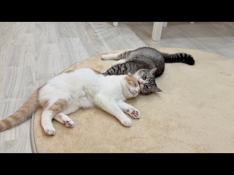 弟を毛繕いして寝かしつけてくれるまで成長した兄猫が頼もしすぎました…笑(YouTube)