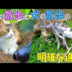 猫の散歩は基本○○○○くだけ🐈🌲犬と全然違うのはこんなところ🐶🐱(YouTube)