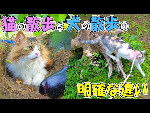猫の散歩は基本○○○○くだけ🐈🌲犬と全然違うのはこんなところ🐶🐱(YouTube)