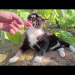 バットマンみたいな猫をモフったら指をザリザリと舐めてきた(YouTube)
