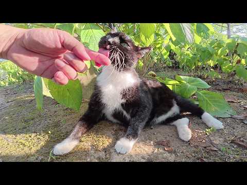 バットマンみたいな猫をモフったら指をザリザリと舐めてきた(YouTube)