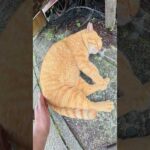 茶トラ猫と三毛猫が二段ベッドでお昼寝する #猫 #ねこ #cat(YouTube)