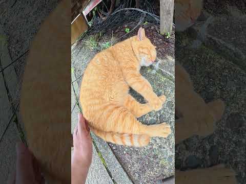 茶トラ猫と三毛猫が二段ベッドでお昼寝する #猫 #ねこ #cat(YouTube)