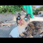 三毛猫が「ついてきて！」と言ってたくさんの仲間を紹介してくれた(YouTube)