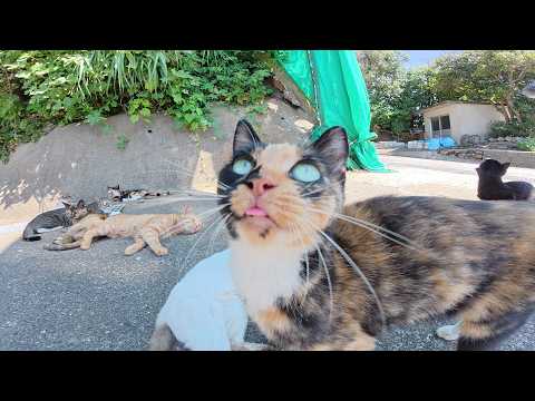 三毛猫が「ついてきて！」と言ってたくさんの仲間を紹介してくれた(YouTube)