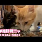 朝は絶好調ニャン！  泥の中からレスキューされたモグ   巣立ちまで16日  2025 09 11 1(YouTube)