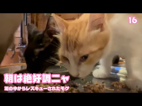 朝は絶好調ニャン！  泥の中からレスキューされたモグ   巣立ちまで16日  2025 09 11 1(YouTube)