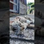 猫島の路地裏で出会った猫がかわいすぎる(YouTube)