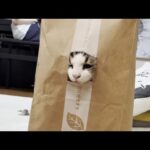 紙袋から豪快に飛び出てくるワイルドな猫(YouTube)