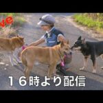 【ライブ】保護犬達の楽園からのお願い(YouTube)