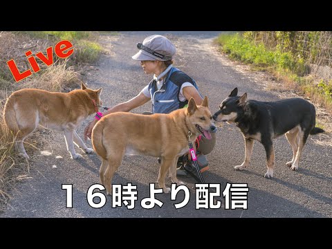 【ライブ】保護犬達の楽園からのお願い(YouTube)