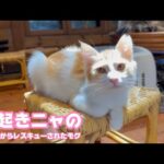 寝起きニャのよ  撮らニャいで  泥の中からレスキューされたモグ  巣立ちまで6日   2025 09 21 2(YouTube)