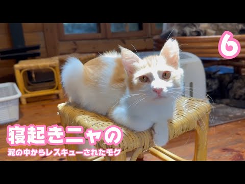 寝起きニャのよ  撮らニャいで  泥の中からレスキューされたモグ  巣立ちまで6日   2025 09 21 2(YouTube)