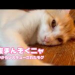満腹まんぞくネムネムにゃん  泥の中からレスキューされたモグ   2025 09 01 1(YouTube)