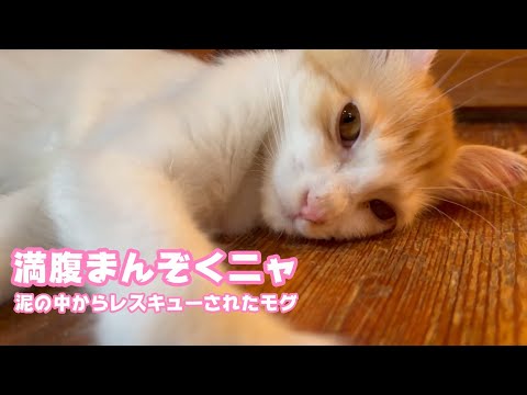 満腹まんぞくネムネムにゃん  泥の中からレスキューされたモグ   2025 09 01 1(YouTube)