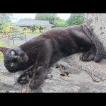 黒猫が「ついてきて！」と言ってオシャレな神社を案内してくれた(YouTube)