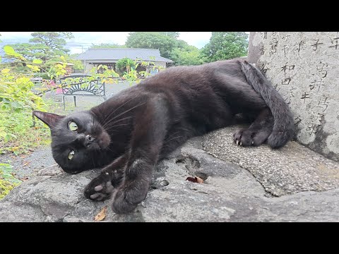 黒猫が「ついてきて！」と言ってオシャレな神社を案内してくれた(YouTube)