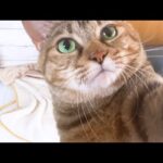猫たちにお出かけ前の挨拶をしようとしたらずっとついてきて甘える猫が可愛すぎました(YouTube)
