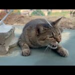 好きな猫が側にいてくれたらやっぱり猫も嬉しい(YouTube)