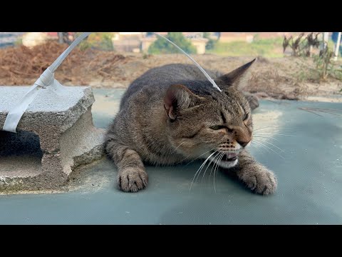 好きな猫が側にいてくれたらやっぱり猫も嬉しい(YouTube)